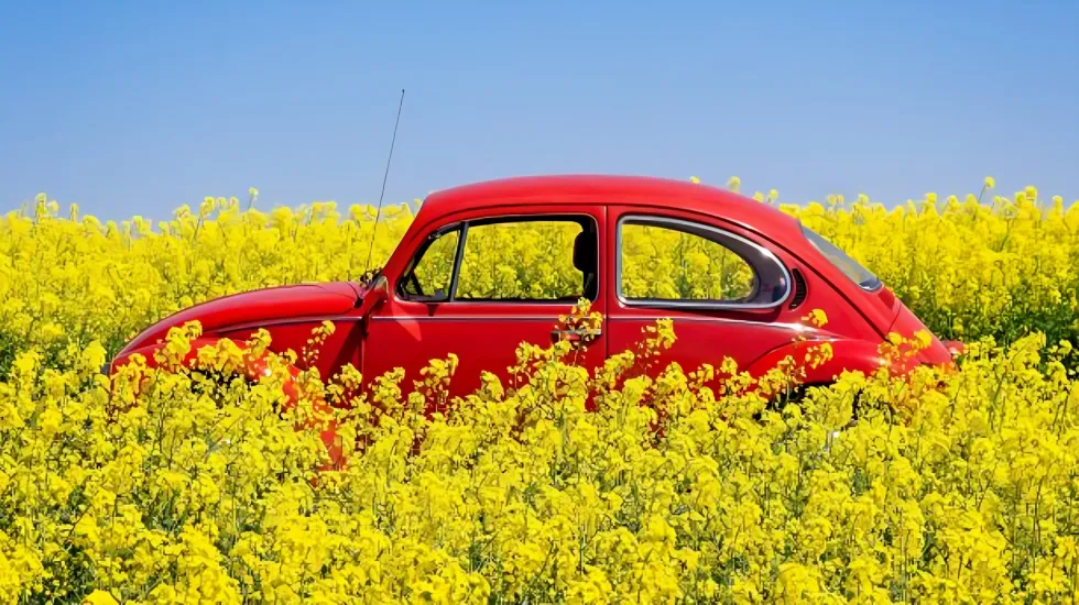 Red car in a field surrounded by flowers
