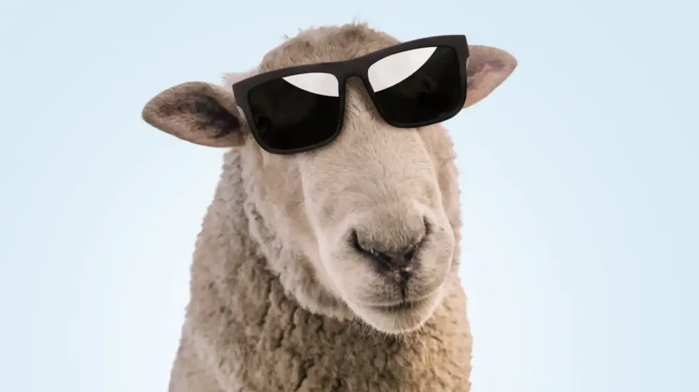 eid adha sheep