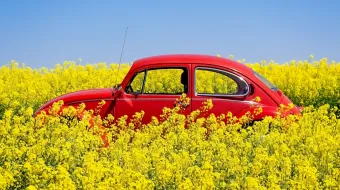 Red car in a field surrounded by flowers